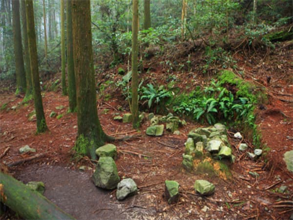 橫嶺步道柳杉森林+竹林隧道接駁行程